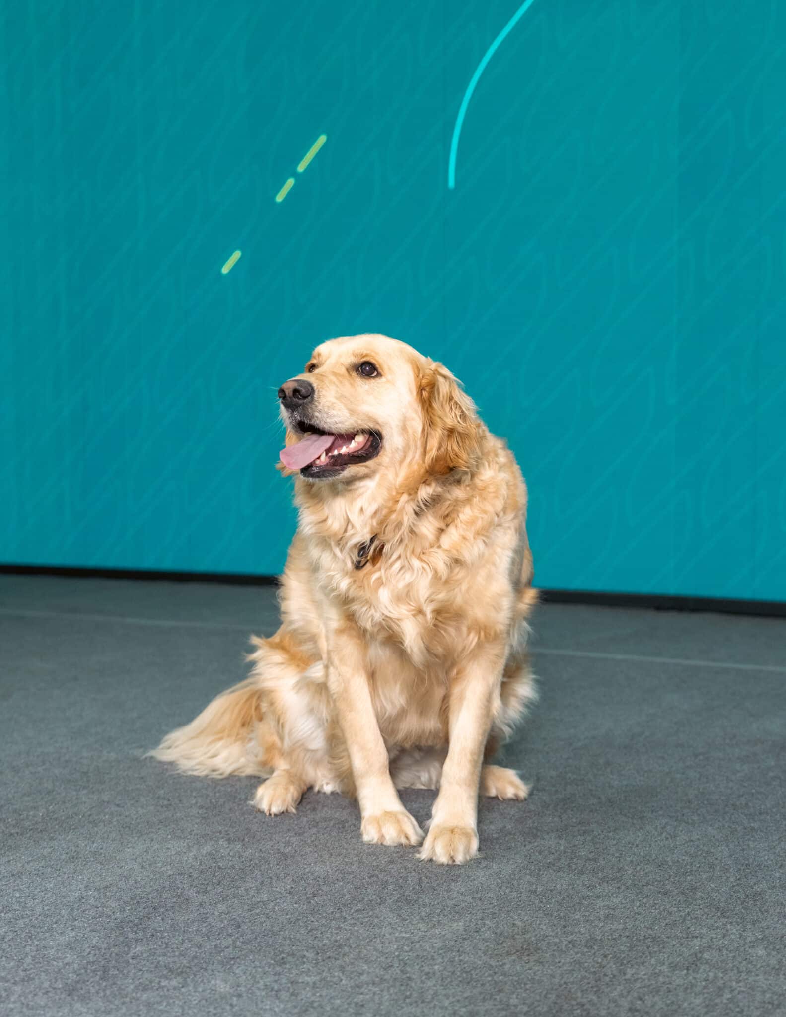 Finley the golden retriever